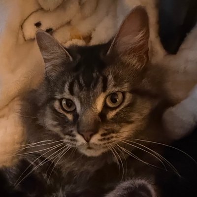 Toki