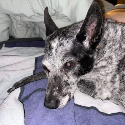 Pepper
