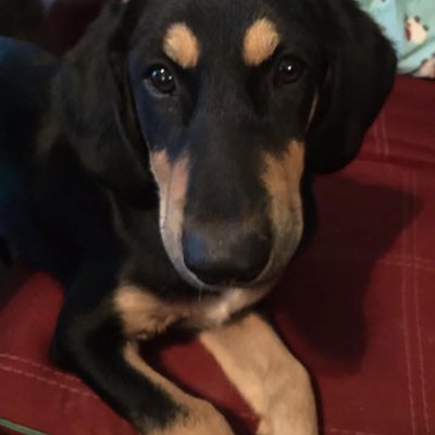 Sammy