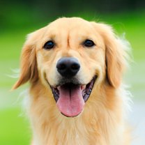 golden retriever smiling at the camera