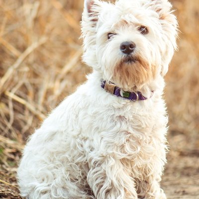 Bailey